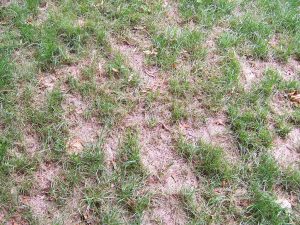 patches of dead grass