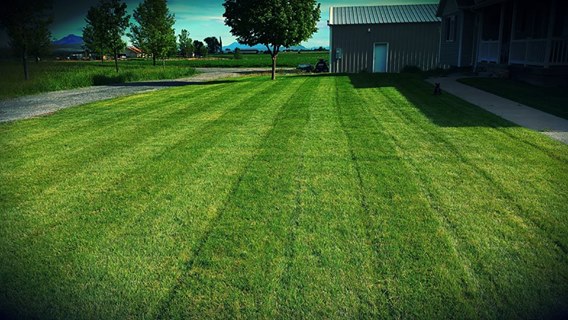 5 Steps To Make Your Lawn Thrive