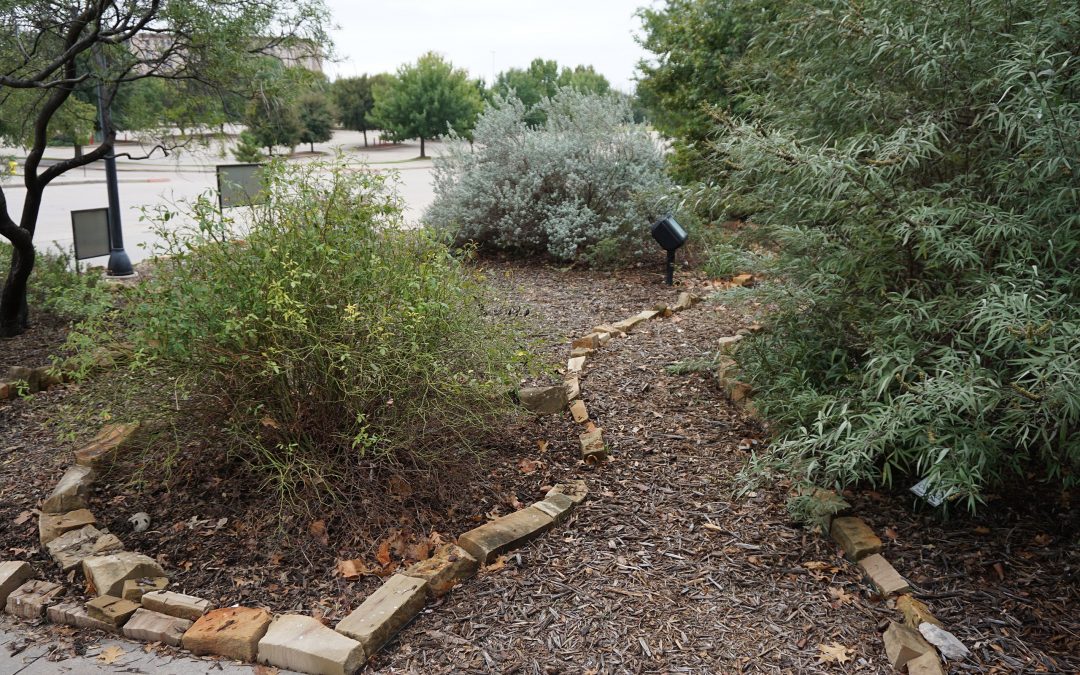 Xeriscaping in Texas